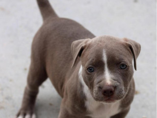 American Pit Bull Terrier puppy, girl, 10 weeks old, San Antonio (Texas)