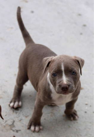 american-pit-bull-terrier-puppy-girl-10-weeks-old-san-antonio-texas-big-0