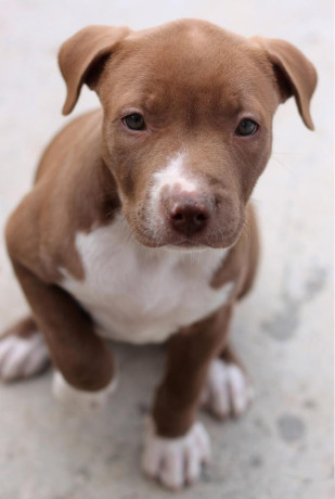 american-pit-bull-terrier-puppy-girl-10-weeks-old-san-antonio-texas-big-2