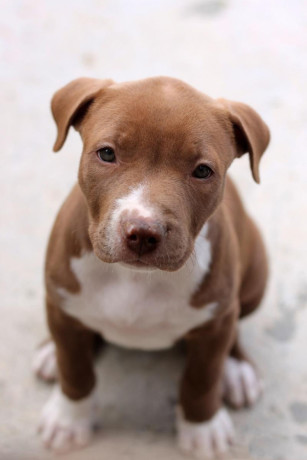 american-pit-bull-terrier-puppy-girl-10-weeks-old-san-antonio-texas-big-1