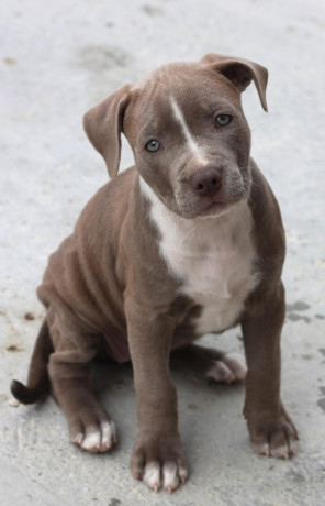 american-pit-bull-terrier-puppy-girl-10-weeks-old-san-antonio-texas-big-4