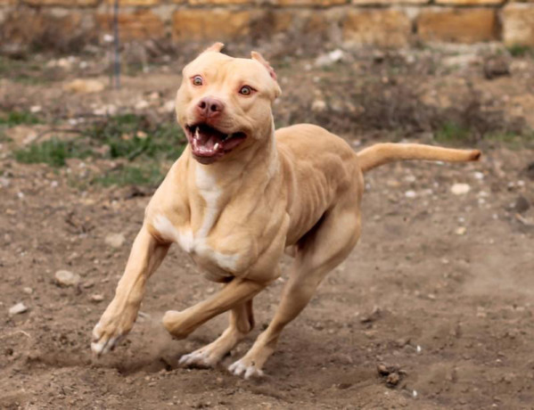 american-pit-bull-terrier-puppy-girl-10-weeks-old-san-antonio-texas-big-5