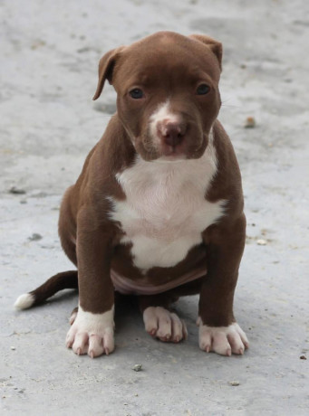 american-pit-bull-terrier-puppy-girl-10-weeks-old-san-antonio-texas-big-3