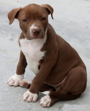 american-pit-bull-terrier-puppy-girl-10-weeks-old-san-antonio-texas-big-6