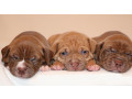 american-pit-bull-terrier-puppies-6-weeks-old-phoenix-arizona-small-0