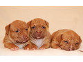 american-pit-bull-terrier-puppies-6-weeks-old-phoenix-arizona-small-2