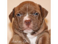 american-pit-bull-terrier-puppies-6-weeks-old-phoenix-arizona-small-1