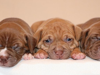 American Pit Bull Terrier puppies, 6 weeks old, Phoenix (Arizona)