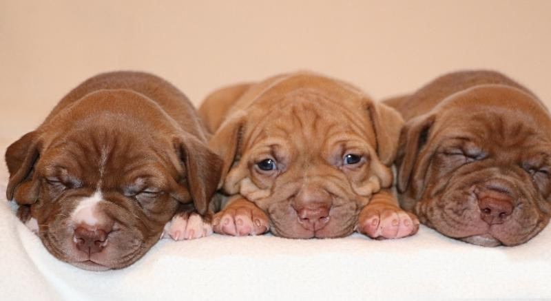 american-pit-bull-terrier-puppies-6-weeks-old-phoenix-arizona-big-0