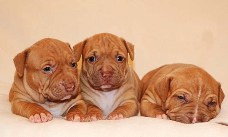 american-pit-bull-terrier-puppies-6-weeks-old-phoenix-arizona-big-2