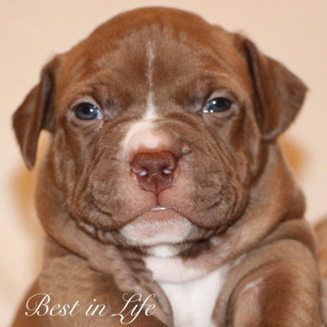 american-pit-bull-terrier-puppies-6-weeks-old-phoenix-arizona-big-1