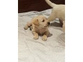 labrador-puppies-for-sale-small-7