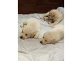 labrador-puppies-for-sale-small-6