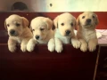 labrador-puppies-for-sale-small-5