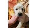 labrador-puppies-for-sale-small-3