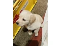 labrador-puppies-for-sale-small-2