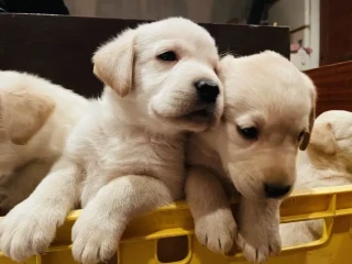 Labrador puppies for sale