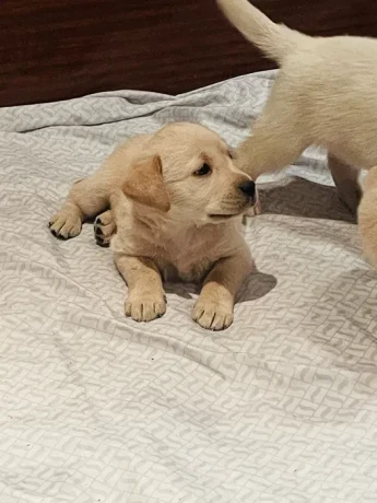 labrador-puppies-for-sale-big-7