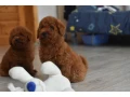 poodle-puppies-12-weeks-old-cute-boy-and-girls-from-detroit-small-3