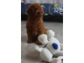 poodle-puppies-12-weeks-old-cute-boy-and-girls-from-detroit-small-2