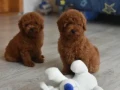 poodle-puppies-12-weeks-old-cute-boy-and-girls-from-detroit-small-5