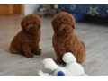 poodle-puppies-12-weeks-old-cute-boy-and-girls-from-detroit-small-0