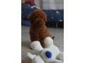 poodle-puppies-12-weeks-old-cute-boy-and-girls-from-detroit-small-4