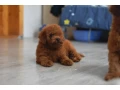 poodle-puppies-12-weeks-old-cute-boy-and-girls-from-detroit-small-1