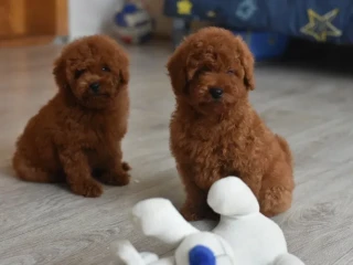 Poodle puppies, 12 weeks old, cute boy and girls from Detroit