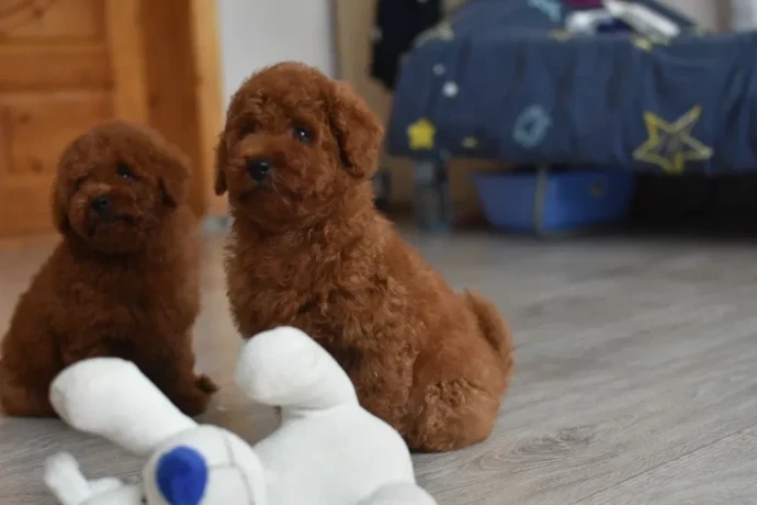 poodle-puppies-12-weeks-old-cute-boy-and-girls-from-detroit-big-3