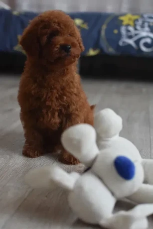 poodle-puppies-12-weeks-old-cute-boy-and-girls-from-detroit-big-2