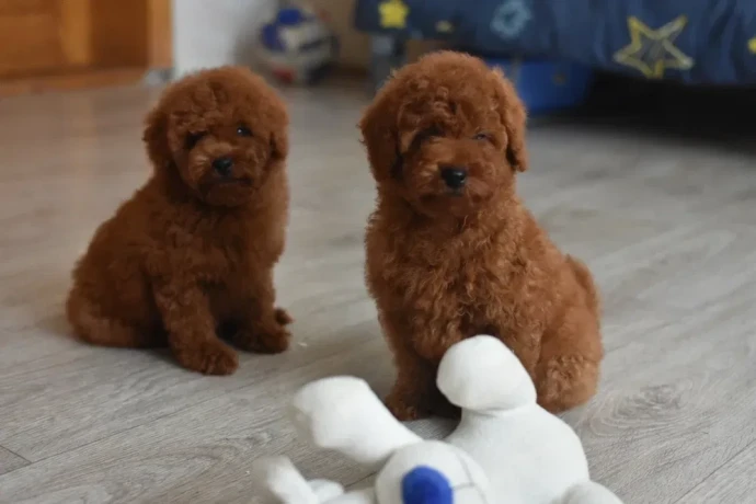 poodle-puppies-12-weeks-old-cute-boy-and-girls-from-detroit-big-0