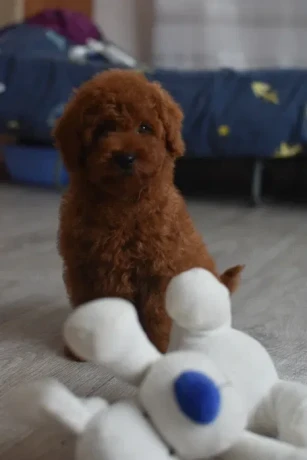 poodle-puppies-12-weeks-old-cute-boy-and-girls-from-detroit-big-4