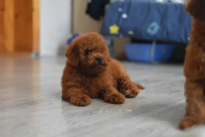 poodle-puppies-12-weeks-old-cute-boy-and-girls-from-detroit-big-1