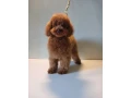 baby-curly-poodle-is-looking-for-a-new-home-small-4