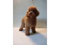 baby-curly-poodle-is-looking-for-a-new-home-small-3