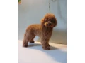 baby-curly-poodle-is-looking-for-a-new-home-small-0