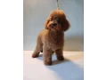 baby-curly-poodle-is-looking-for-a-new-home-small-5