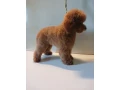 baby-curly-poodle-is-looking-for-a-new-home-small-1