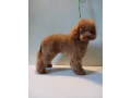 baby-curly-poodle-is-looking-for-a-new-home-small-2