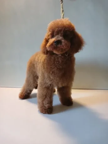 baby-curly-poodle-is-looking-for-a-new-home-big-3