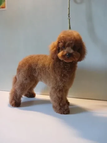 baby-curly-poodle-is-looking-for-a-new-home-big-0