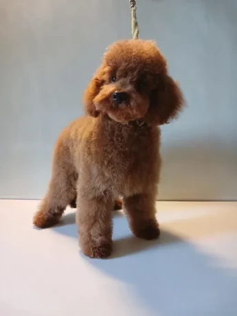 baby-curly-poodle-is-looking-for-a-new-home-big-5