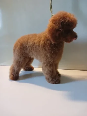 baby-curly-poodle-is-looking-for-a-new-home-big-1