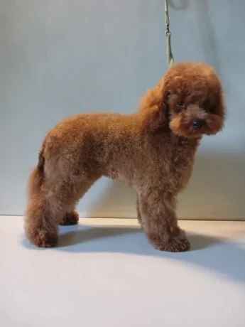 baby-curly-poodle-is-looking-for-a-new-home-big-2