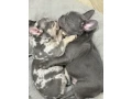 french-bulldog-puppies-a-dose-of-tenderness-and-happiness-8-weeks-old-ready-for-sale-small-0