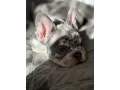 french-bulldog-puppies-a-dose-of-tenderness-and-happiness-8-weeks-old-ready-for-sale-small-4