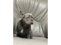 french-bulldog-puppies-a-dose-of-tenderness-and-happiness-8-weeks-old-ready-for-sale-small-5