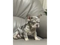 french-bulldog-puppies-a-dose-of-tenderness-and-happiness-8-weeks-old-ready-for-sale-small-1