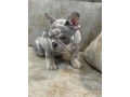 french-bulldog-puppies-a-dose-of-tenderness-and-happiness-8-weeks-old-ready-for-sale-small-6